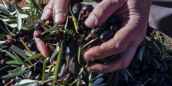 Conferencia Internacional AESOP “Sustainable food planning»