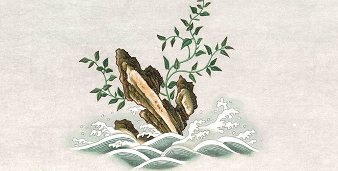 Laminaria japonica Aresch. Acuarela sobre papel de algodón. Real Expedición Filantrópica de la Vacuna (1803-1806). Archivo Real Jardín Botánico-CSIC