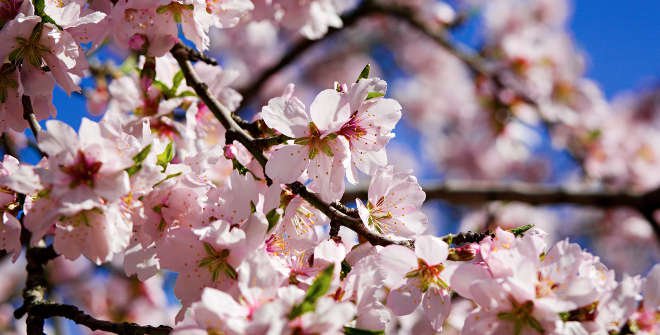 Quinta de los Molinos