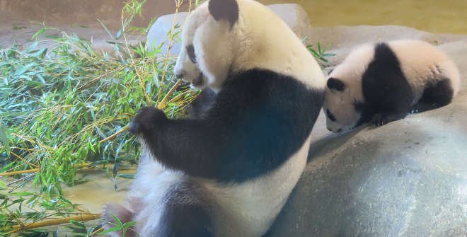 Los pandas Hua Zui Ba y su hija Chulina / Zoo Aquarium de Madrid
